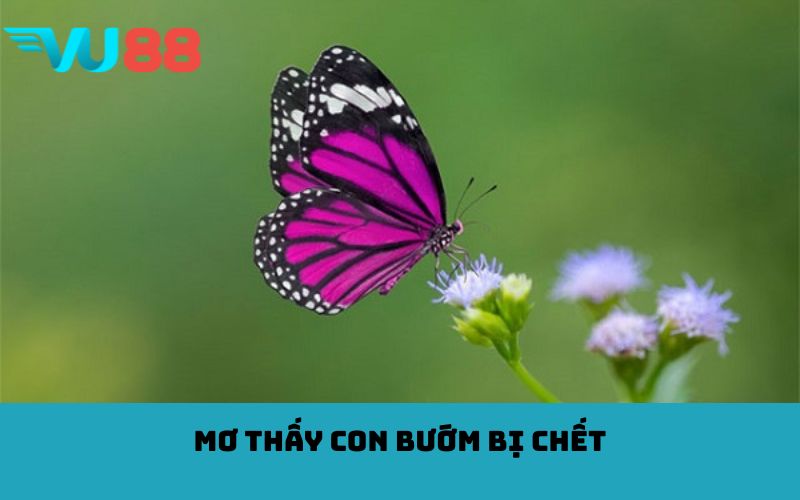 Mơ thấy con bướm bị chết