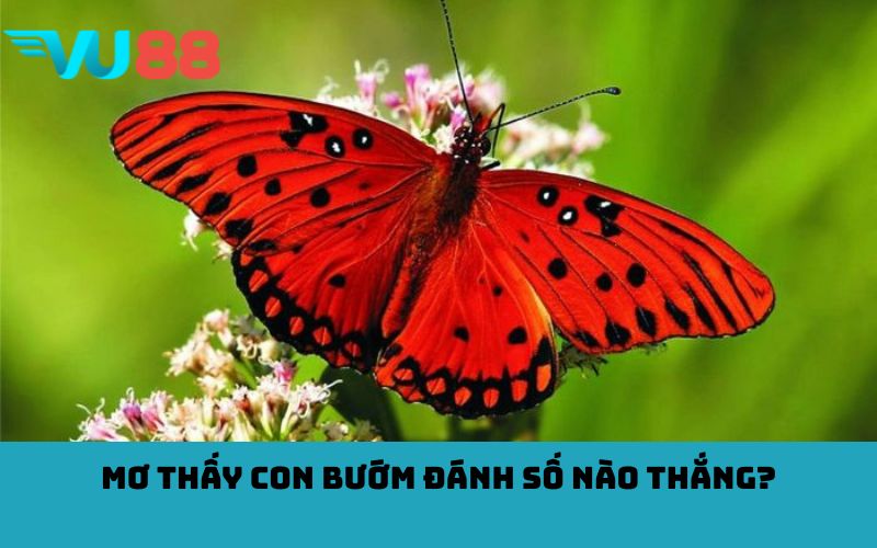 Mơ thấy con bướm đánh số nào thắng?