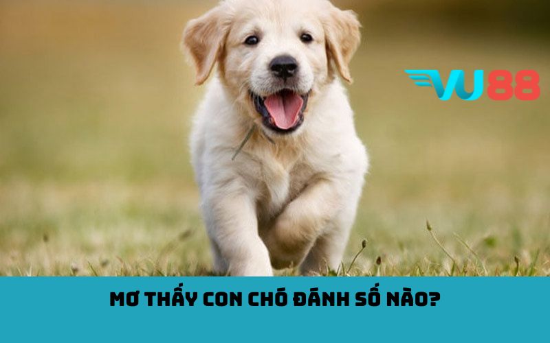Mơ thấy con chó đánh số nào?
