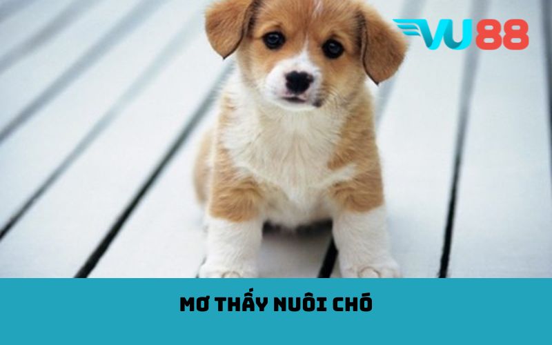 Mơ thấy nuôi chó