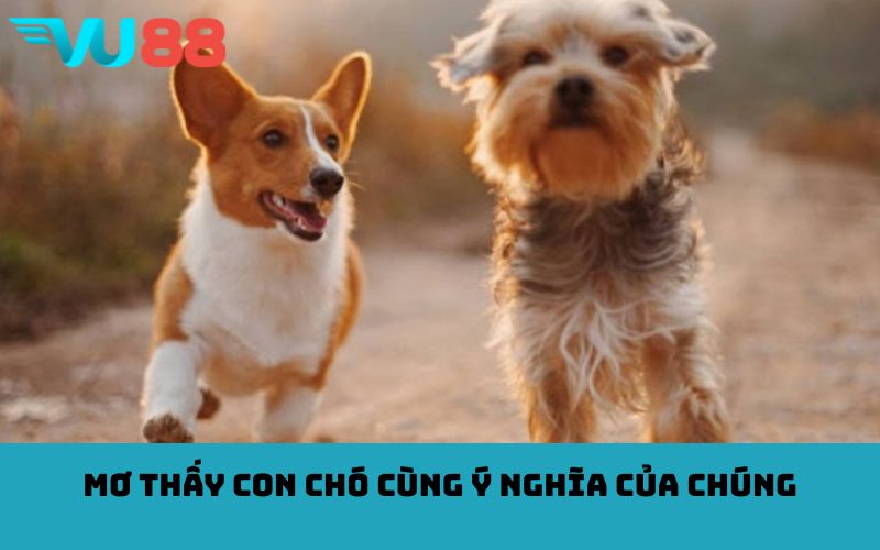 Mơ thấy con chó cùng ý nghĩa của chúng