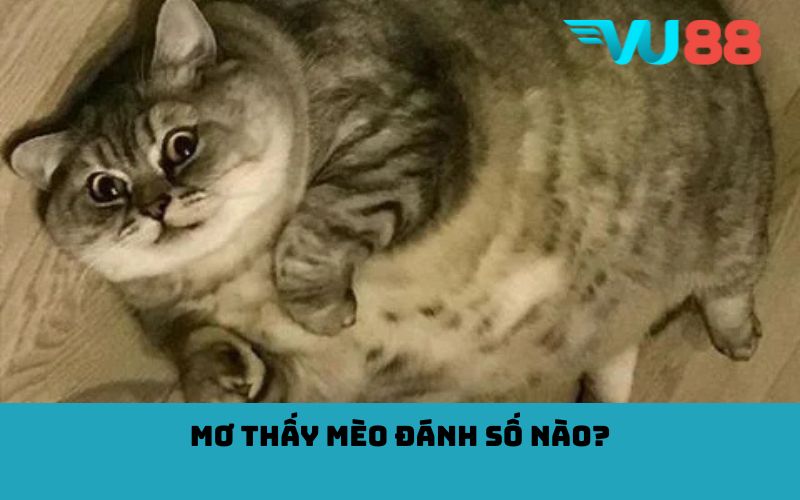 Mơ thấy mèo đánh số nào?