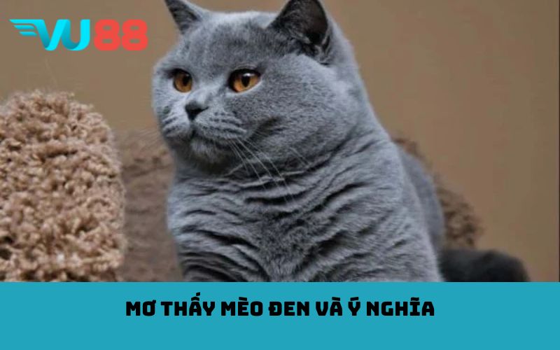 Mơ thấy mèo đen và ý nghĩa