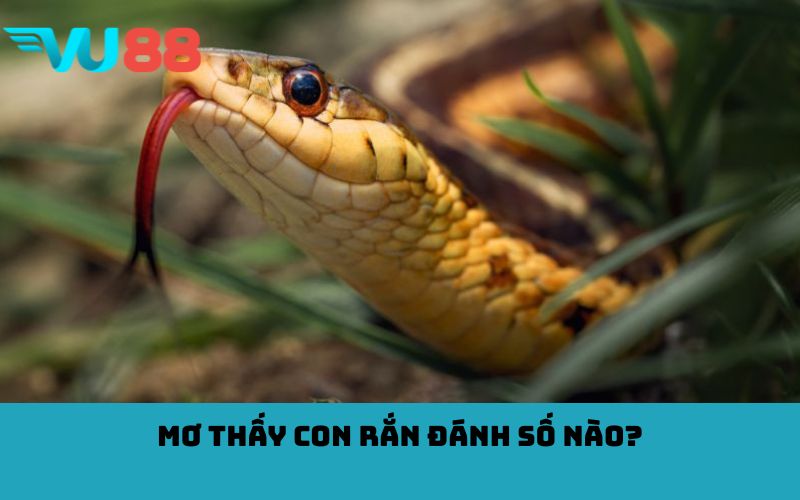 Mơ thấy con rắn đánh số nào?