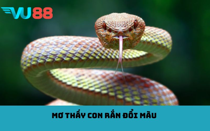 Mơ thấy con rắn đổi màu 