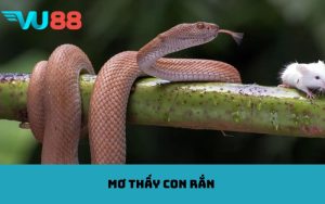 Mơ thấy con rắn