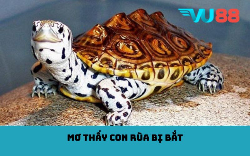Mơ thấy con rùa bị bắt