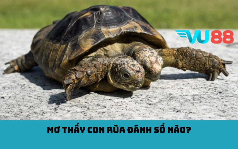 Mơ thấy con rùa đánh số nào?