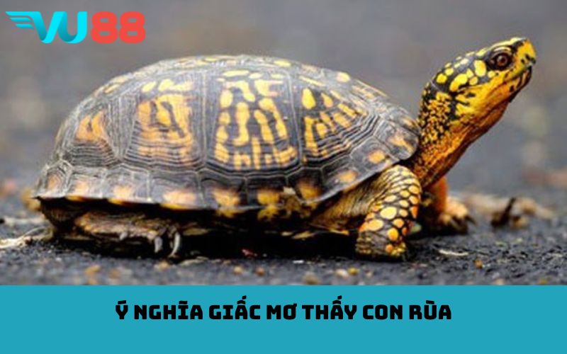 Ý nghĩa giấc mơ thấy con rùa
