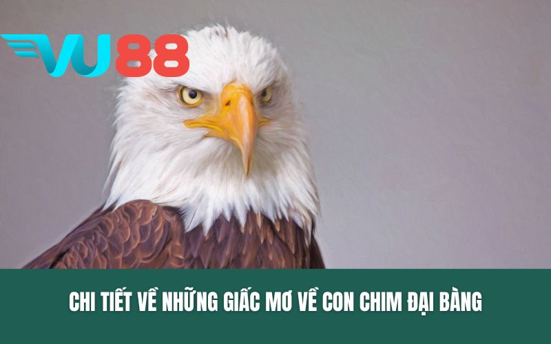 Chi tiết về những giấc mơ về con chim đại bàng