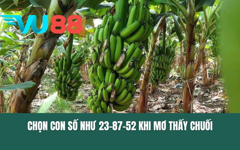 Chọn con số như 23-87-52 khi mơ thấy chuối