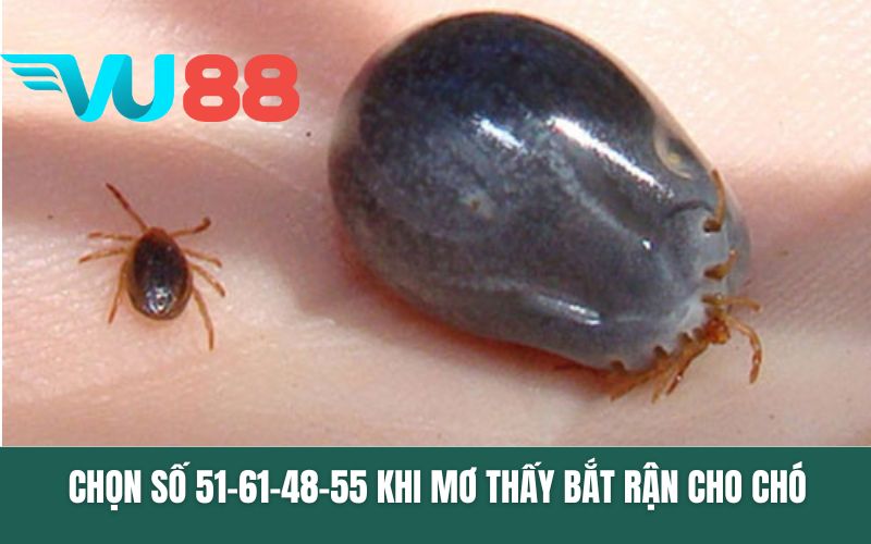 Chọn số 51-61-48-55 khi mơ thấy bắt rận cho chó