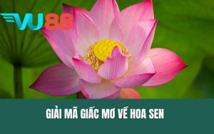 Giấc Mơ Về Bông Sen - Ý Nghĩa Tâm Linh & Con Số Tài Lộc