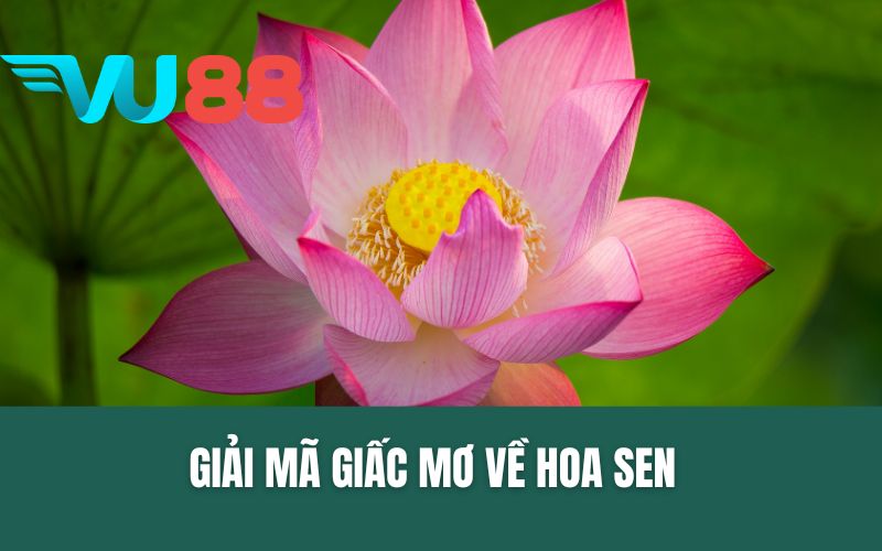 Giấc Mơ Về Bông Sen - Ý Nghĩa Tâm Linh & Con Số Tài Lộc