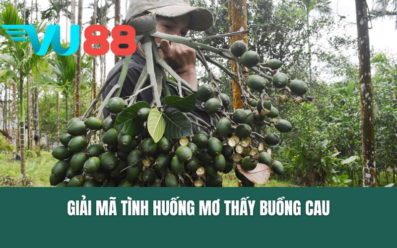 Giải mã những tình huống mà nhiều người thường gặp khi mơ thấy buồng cau