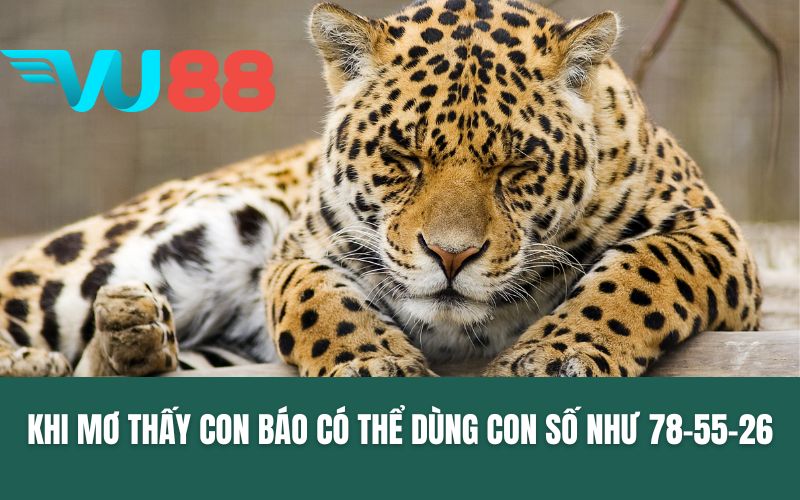 Khi mơ thấy con báo có thể dùng con số như 78-55-26