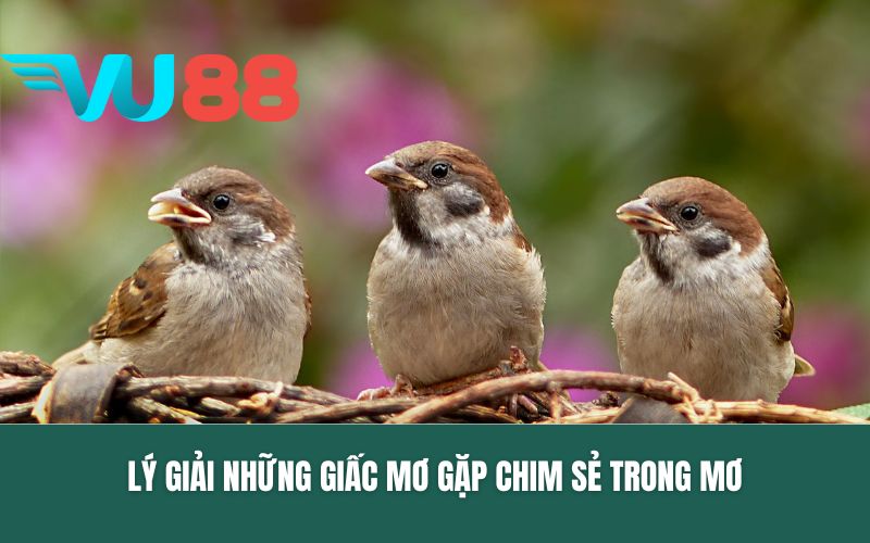 Lý giải những giấc mơ gặp chim sẻ trong mơ