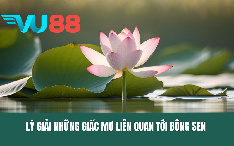 Lý giải những giấc mơ liên quan tới bông sen