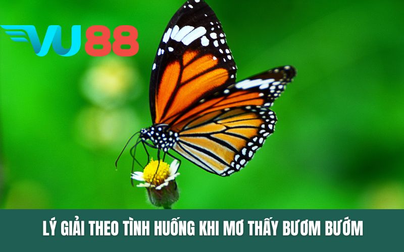 Lý giải theo tình huống khi mơ thấy bươm bướm