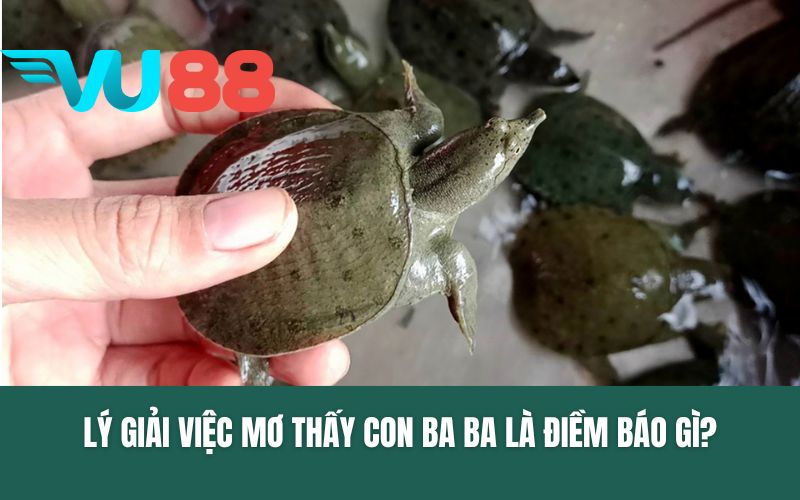 Lý giải việc mơ thấy con ba ba là điềm báo gì?