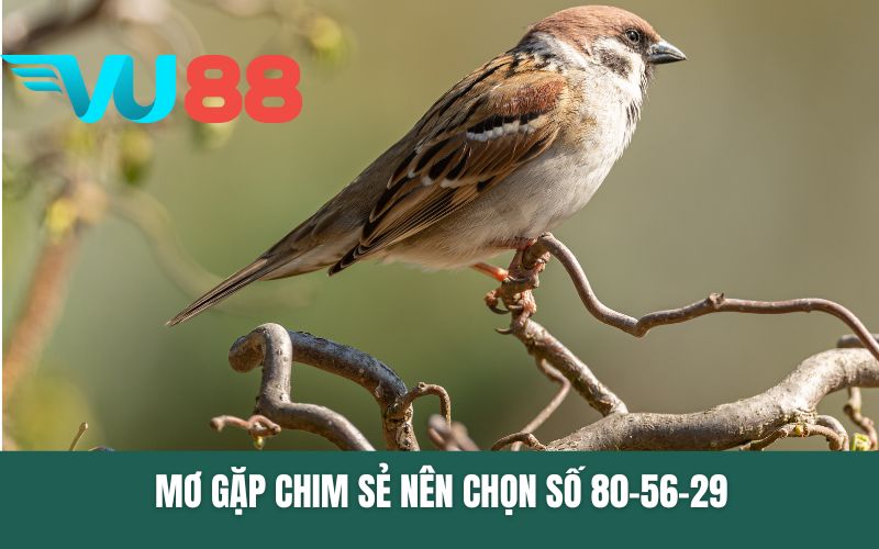 Mơ gặp chim sẻ nên chọn số 80-56-29