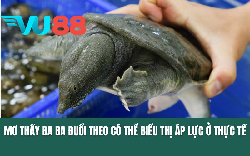 Mơ thấy ba ba đuổi theo có thể biểu thị áp lực ở thực tế