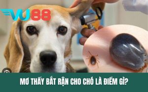 Mơ Thấy Bắt Rận Cho Chó - Điềm Báo Và Con Số May Mắn