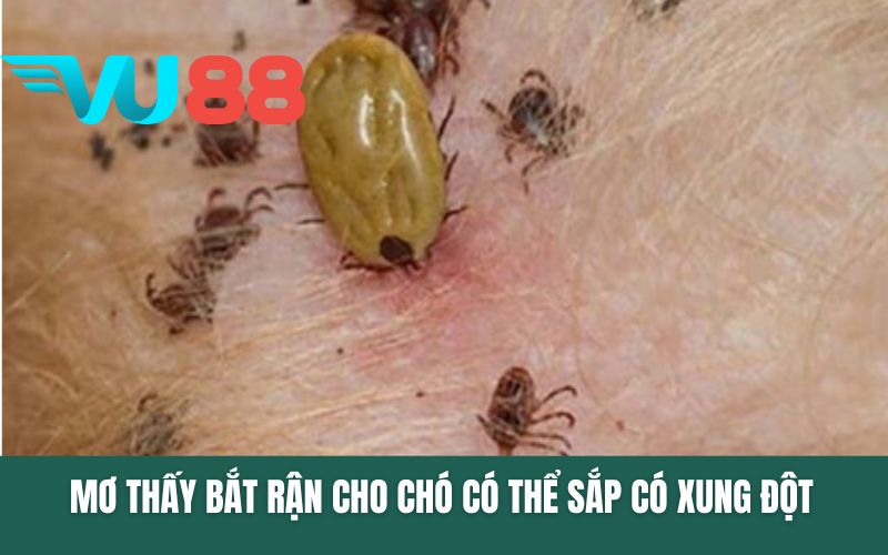 Mơ thấy bắt rận cho chó mang có thể có xung đột sắp tới