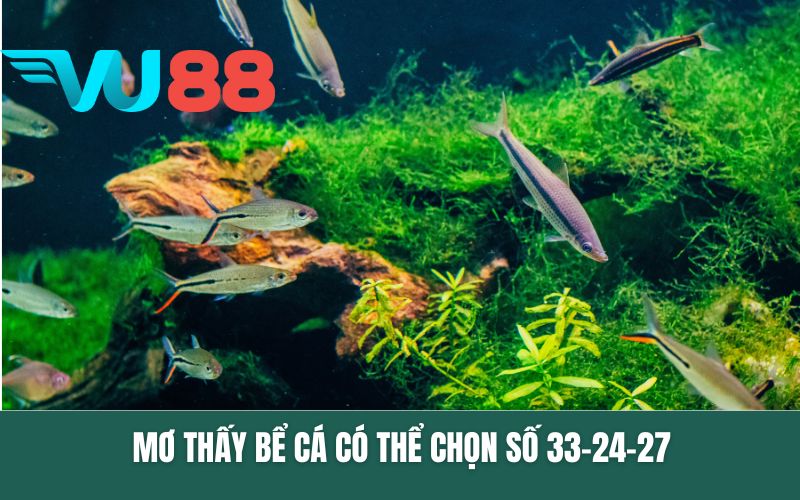 Mơ thấy bể cá có thể chọn số 33-24-27