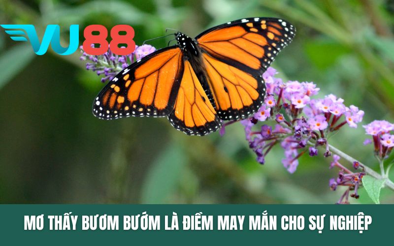 Mơ thấy bươm bướm là điềm may mắn cho sự nghiệp
