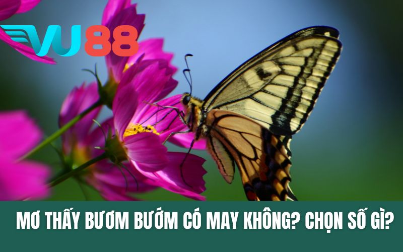 Mơ Thấy Bươm Bướm Có May Không? Chọn Số Gì?