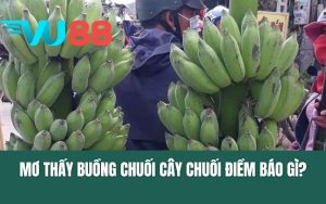 Mơ Thấy Buồng Chuối Cây Chuối Điềm Báo Gì?
