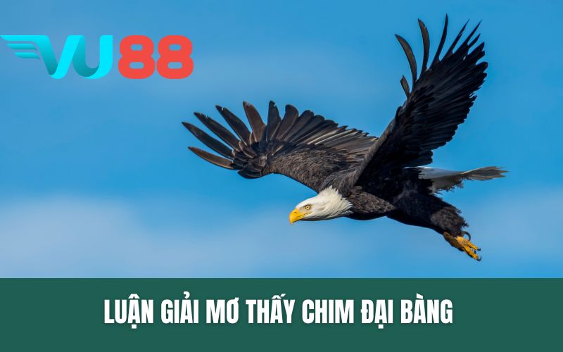 Luận Giải Mơ Thấy Chim Đại Bàng Và Con Số Lô Đề Tốt Nhất