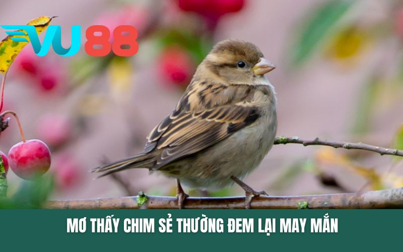 Mơ thấy chim sẻ thường đem lại may mắn