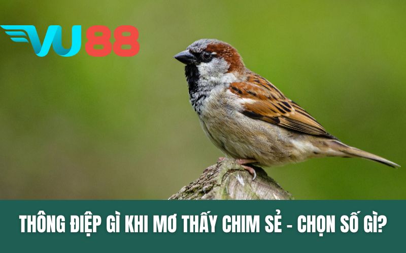 Thông Điệp Gì Khi Mơ Thấy Chim Sẻ - Chọn Số Gì?