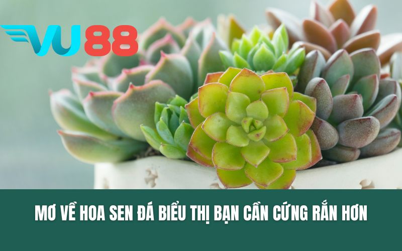 Mơ về hoa sen đã biểu thị bạn cần cứng rắn hơn ở thực tế