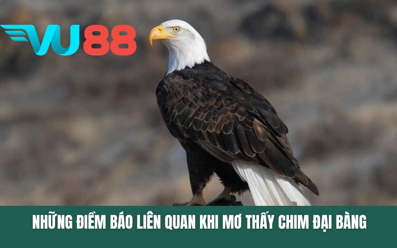 Những điềm báo liên quan khi mơ thấy chim đại bàng