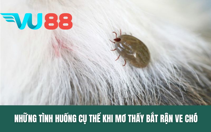 Những tình huống cụ thể khi mơ thấy bắt rận ve chó