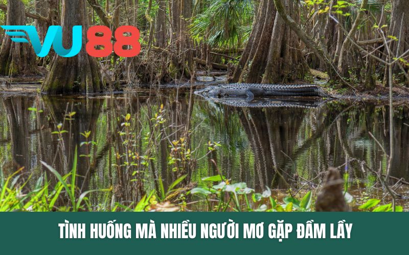 Tình huống mà nhiều người mơ gặp đầm lầy