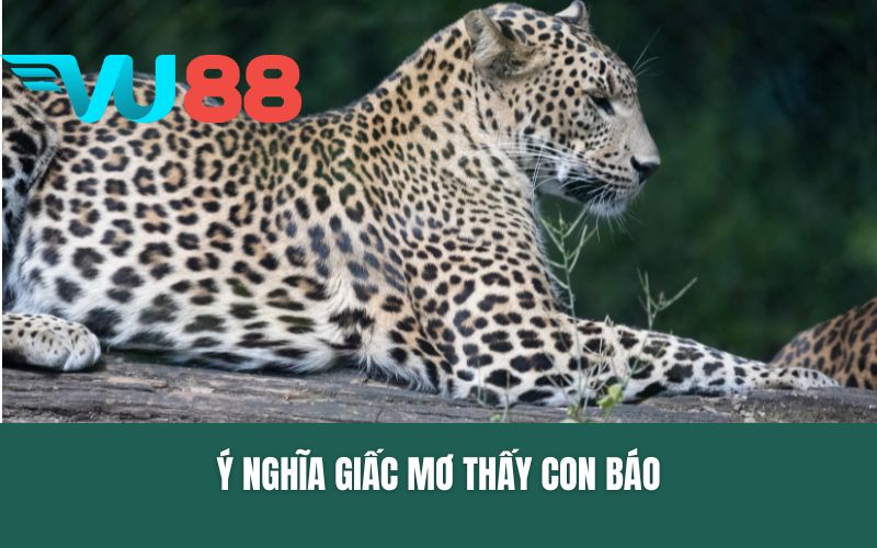 Ý nghĩa giấc mơ thấy con báo